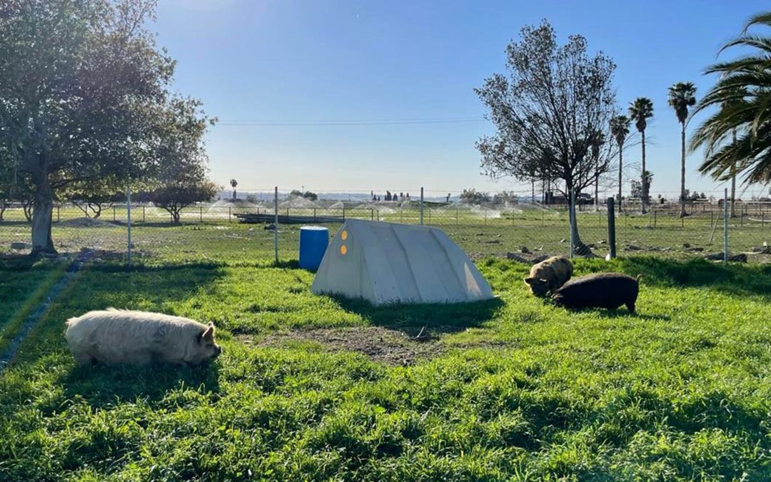 Greening the Golden State