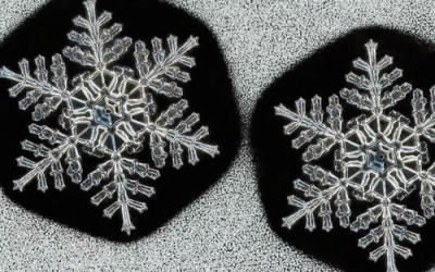 Who Ever Said No Two Snowflakes Were Alike?